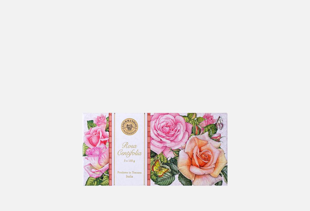 Rosa Centifolia Set 3 шт